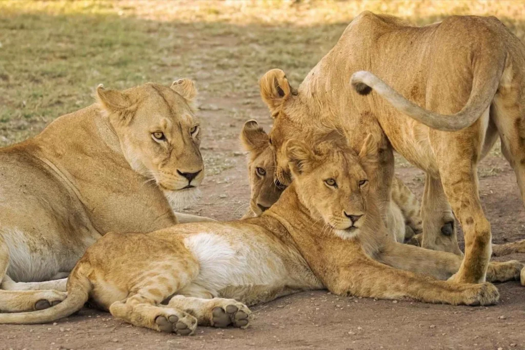 safari Uganda en español