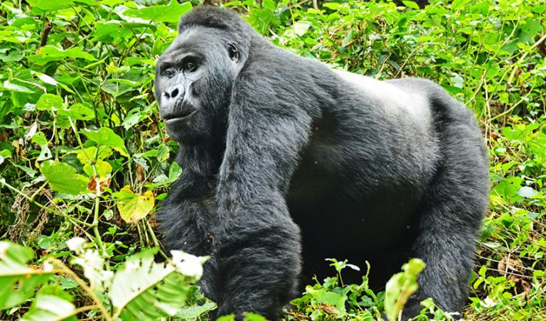 viaje privado en Uganda