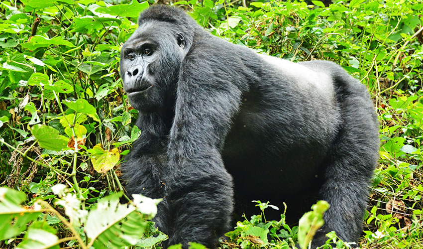 viaje privado en Uganda