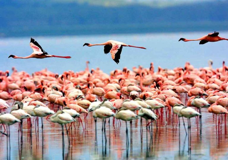 lake-manyara-birds
