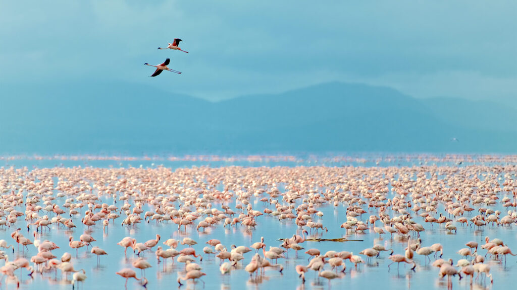 safari Kenia precios