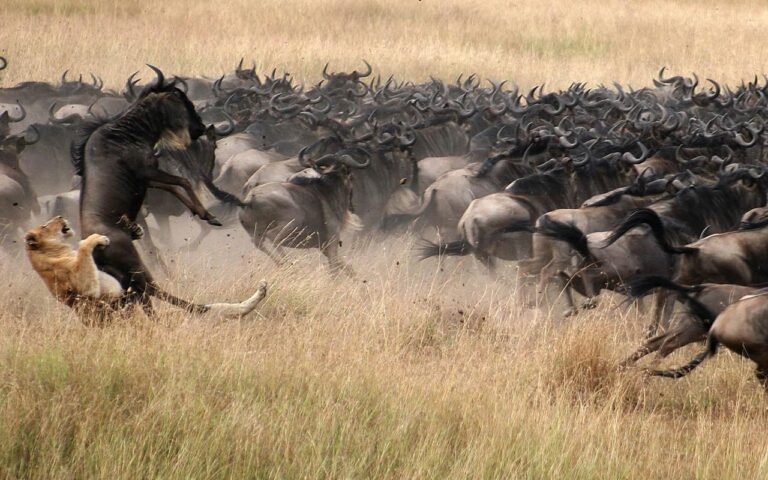 Gran migración Serengeti