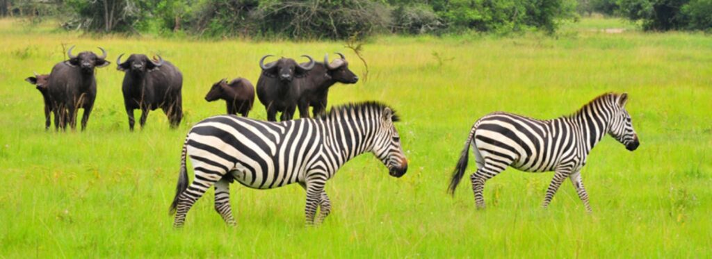 safari Tanzania 5 días desde España