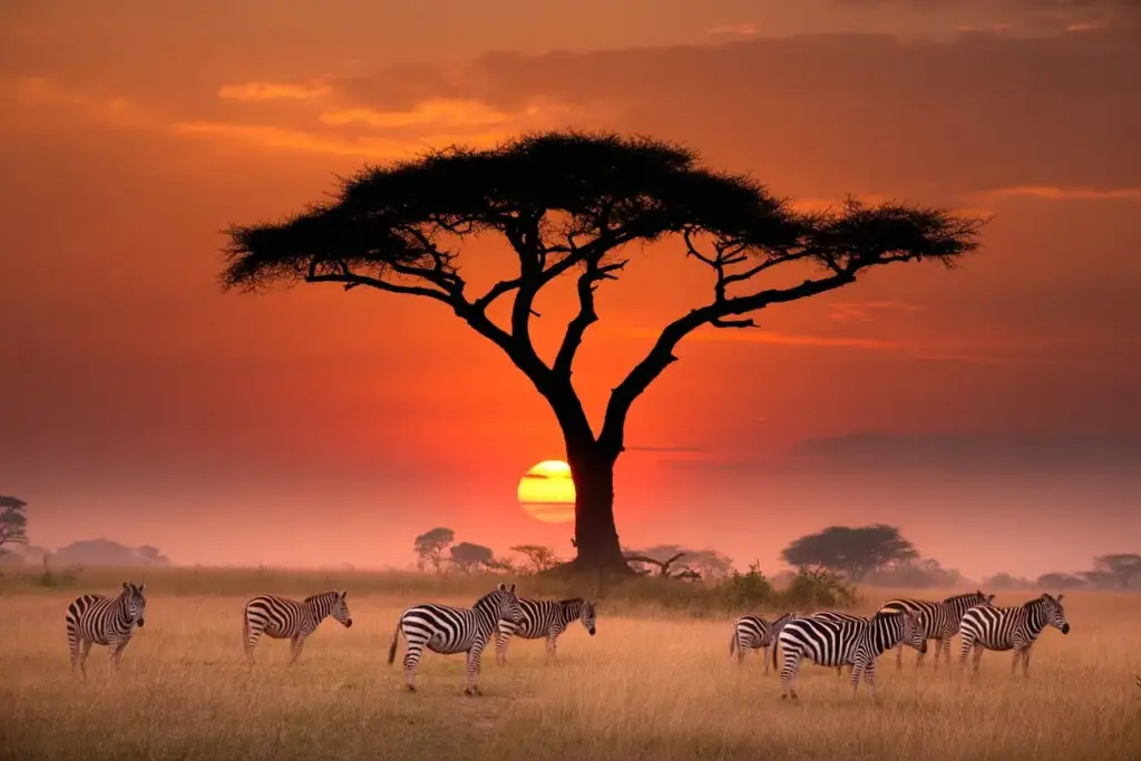 safari Kenia español