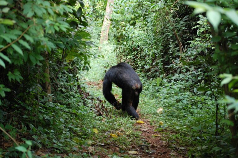 Gombe_Stream_National_Park-1536x1022
