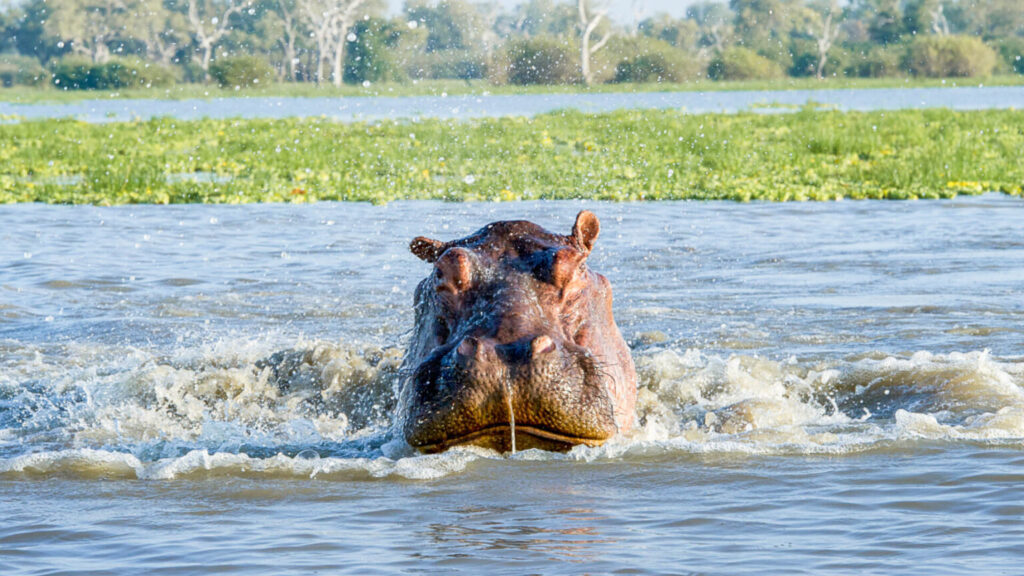 cuánto cuesta safari Nyerere 4 días