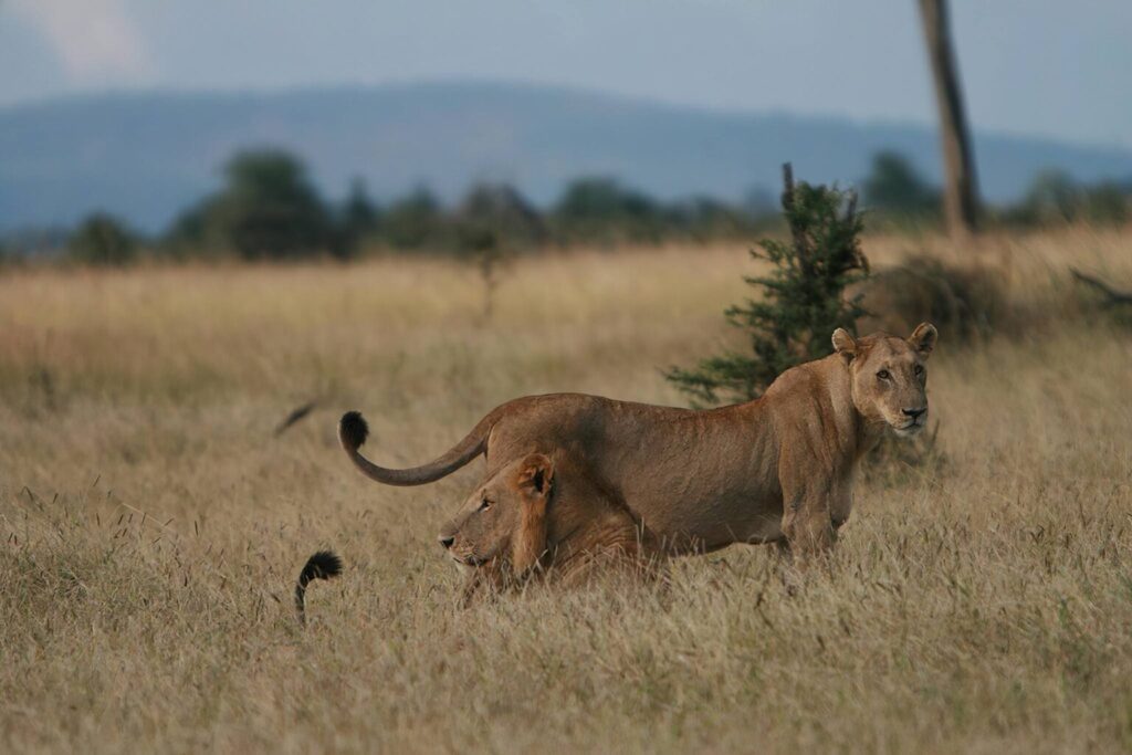 safari Tanzania 5 días desde España