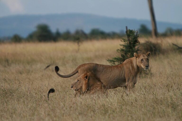 safari Tanzania 5 días desde España