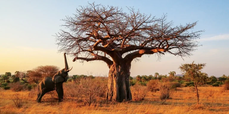 Safari-de-6-Dias-en-Ruaha-National-Park-1536x768